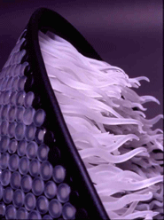 Untitiled [cone] Detail