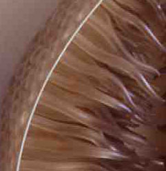 Swells - Detail